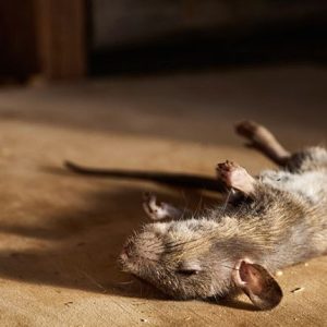 A-dead-mouse-lies-on-a-wooden-floor-that-casts-a-shadow A-dead-mouse-lies-on-a-wooden-floor-that-casts-a-shadow