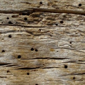 Kleine gaatjes in houten balken Kleine gaatjes in houten balken