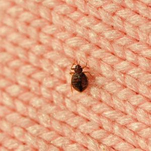 Levend aangetroffen insecten Levend aangetroffen insecten