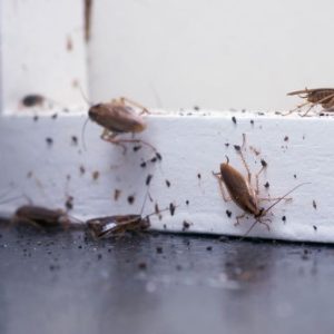 Levende kakkerlakken gezien