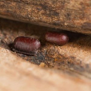 coackroach egg