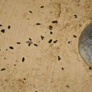 mouse-droppings mouse-droppings