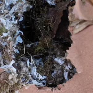 mouse-nest-inside-cardboard-box mouse-nest-inside-cardboard-box
