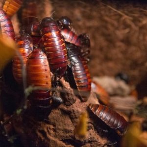 swarm of cockroaches